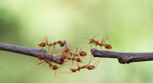 Ant,Action,Standing.ant,Bridge,Unity,Team,concept,Team,Work,Together