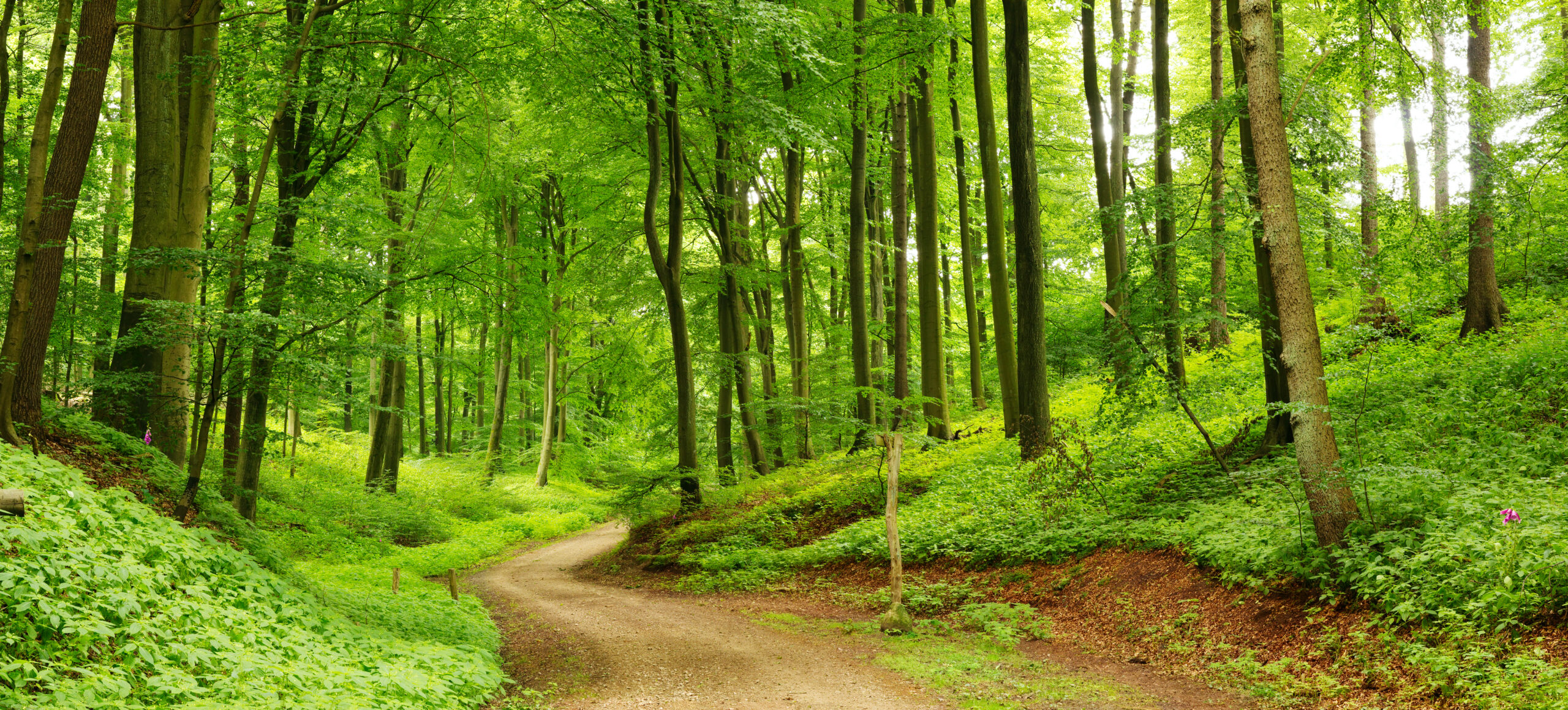 Panorama,Of,A,Path,Through,A,Lush,Green,Summer,Forest